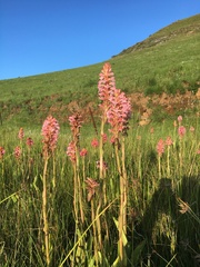 Satyrium hallackii ocellatum