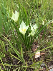 Colchicum striatum