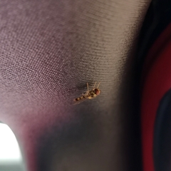 Meliscaeva cinctella