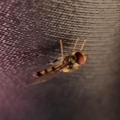 Meliscaeva cinctella