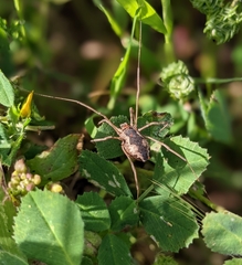 Mitopus morio