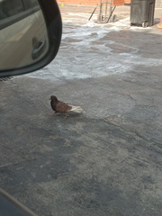 Columba livia domestica