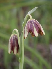 Fritillaria biflora ineziana