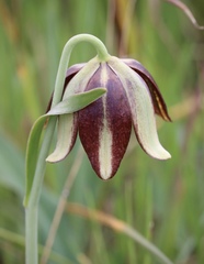 Fritillaria biflora ineziana