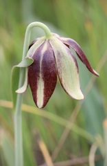Fritillaria biflora ineziana
