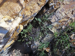 Myriopteris intertexta