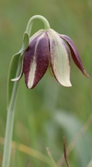 Fritillaria biflora ineziana