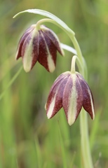 Fritillaria biflora ineziana