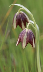 Fritillaria biflora ineziana