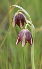 Fritillaria biflora ineziana