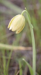 Fritillaria biflora ineziana