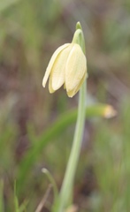 Fritillaria biflora ineziana