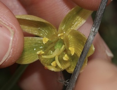 Fritillaria biflora ineziana
