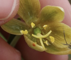 Fritillaria biflora ineziana