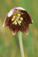 Fritillaria biflora ineziana