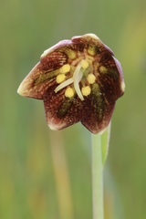 Fritillaria biflora ineziana