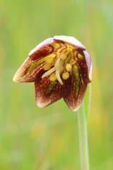 Fritillaria biflora ineziana