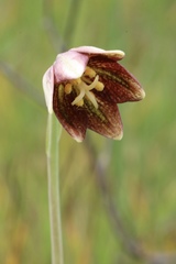Fritillaria biflora ineziana