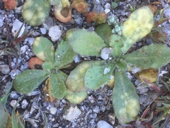 Arnoseris minima