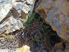 Myriopteris intertexta