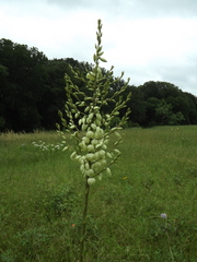 Yucca necopina