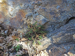 Myriopteris intertexta