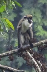Cercopithecus petaurista