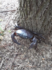 Potamonautes barnardi