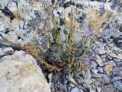 Erigeron arenarioides