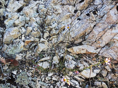 Erigeron arenarioides