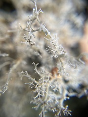 Sphaerophorus globosus