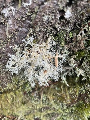 Sphaerophorus globosus