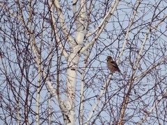 Coccothraustes coccothraustes