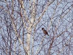 Coccothraustes coccothraustes