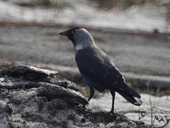 Corvus monedula