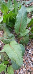 Rumex obtusifolius