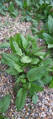 Rumex obtusifolius