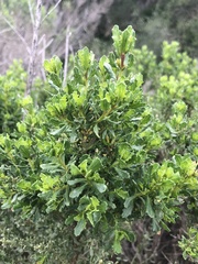 Baccharis pilularis consanguinea