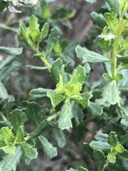 Baccharis pilularis consanguinea