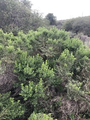 Baccharis pilularis consanguinea