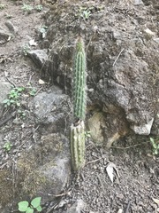 Nyctocereus