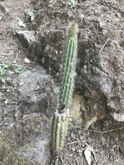 Nyctocereus