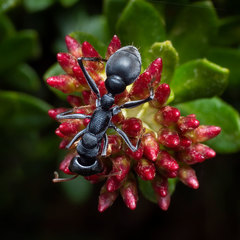 Myrmecia haskinsorum