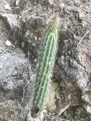 Nyctocereus