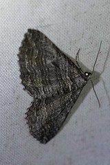 Chrysolarentia severata