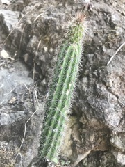 Nyctocereus