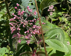 Miconia subcrustulata