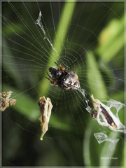 Cyclosa confusa