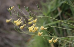 Delphinium luteum