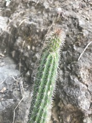 Nyctocereus